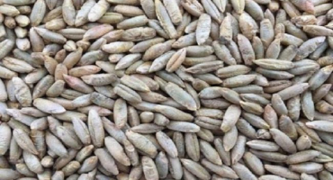 Kdy zasadit žito na jaře a výsevy, technologie a metody